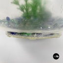 USA plastic table fish tank Aqua-Loop Mt. Parnell Fisheries Nosco Plastic 1950s