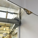 Specchio da terra in legno, 1940 ca.