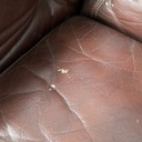 Divano Coronado di Afra e Tobia Scarpa per B&B, 1970 ca.