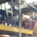 Specchio da parete di Campo & Graffi per Home Torino, 1950 ca.