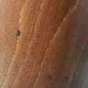 Sedie King Costes di Philippe Starck, 1984