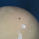 Lampada da tavolo in vetro e acciaio, 1970 ca.