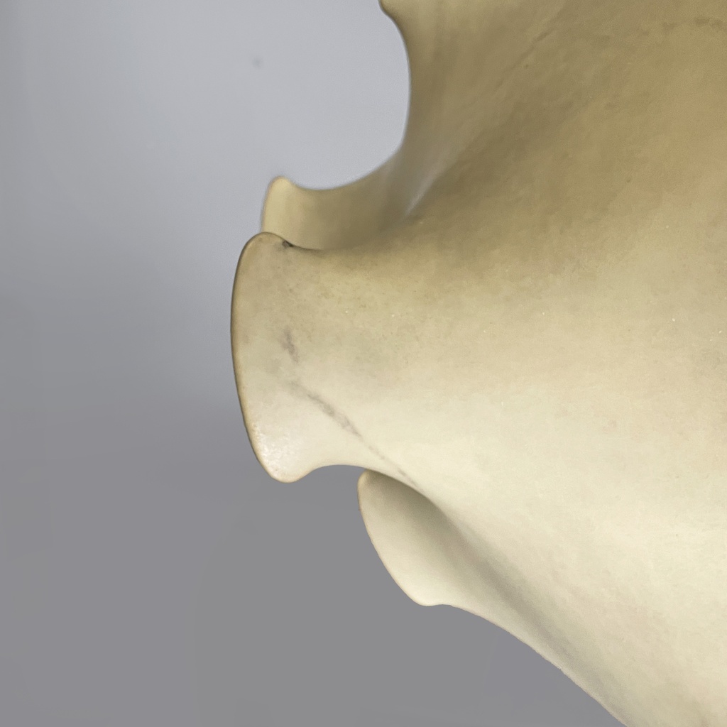 Lampadario Taraxacum di Achille e Pier Giacomo Castiglioni per Flos, 1960 ca.