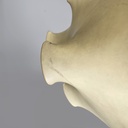 Lampadario Taraxacum di Achille e Pier Giacomo Castiglioni per Flos, 1960 ca.