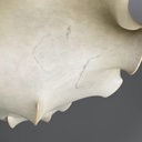 Lampadario Taraxacum di Achille e Pier Giacomo Castiglioni per Flos, 1960 ca.