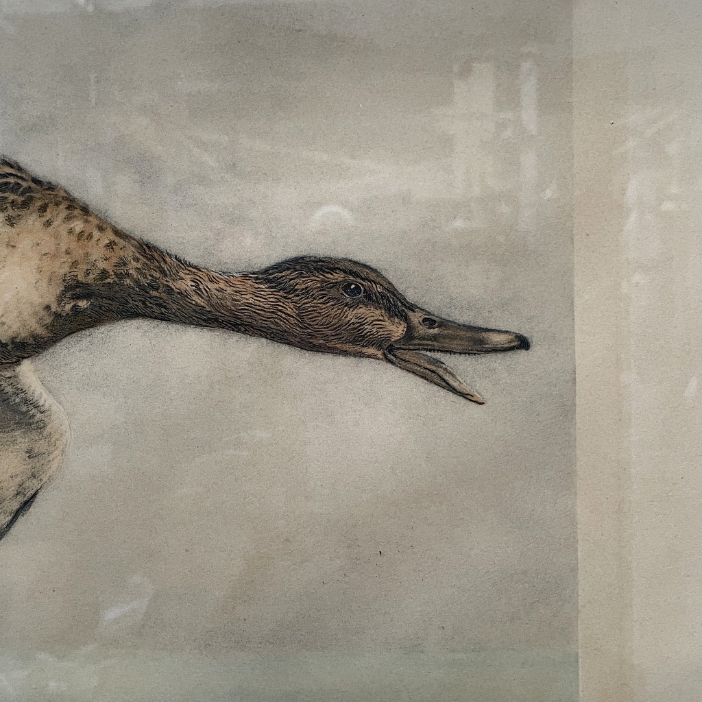 Quadro a stampa litografica con anatre, 