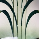Vassoio con fiori in ceramica e metallo, 1930 ca.