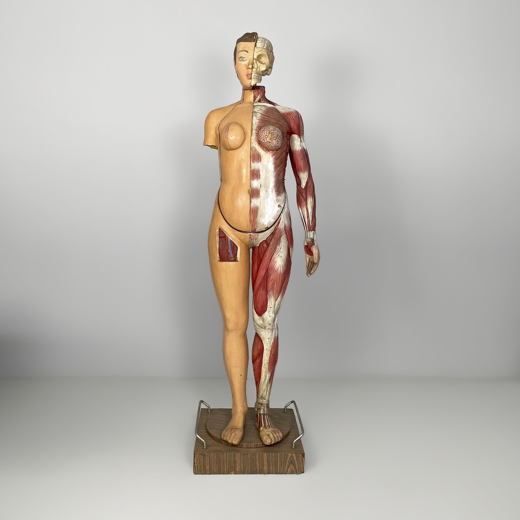 Manichino anatomico, 1960 ca.