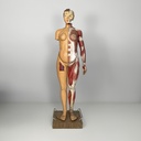 Manichino anatomico, 1960 ca.
