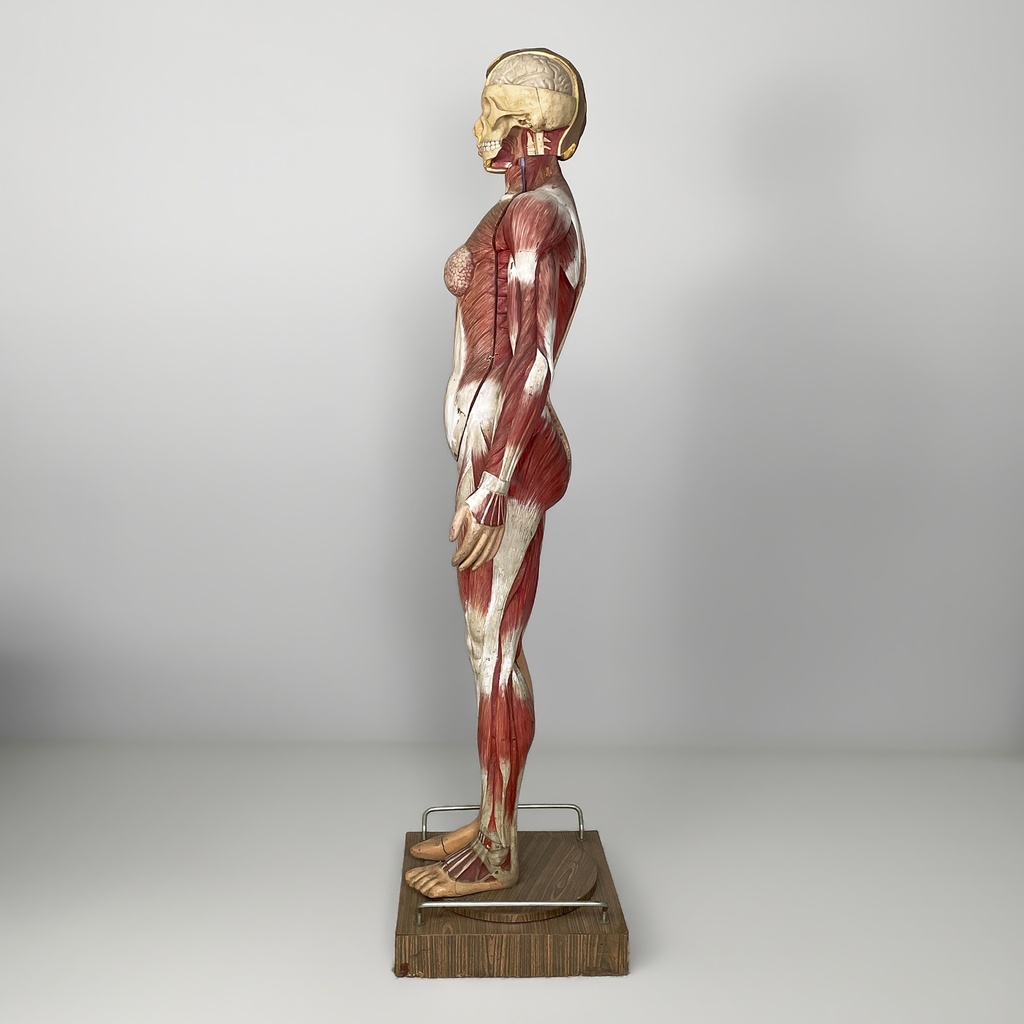Manichino anatomico, 1960 ca.