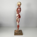 Manichino anatomico, 1960 ca.