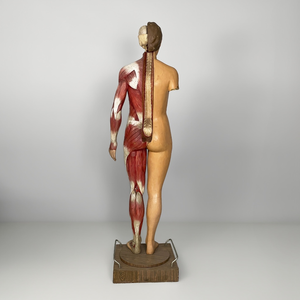 Manichino anatomico, 1960 ca.