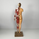 Manichino anatomico, 1960 ca.
