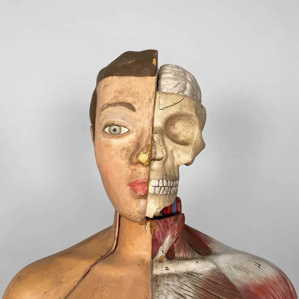 Manichino anatomico, 1960 ca.