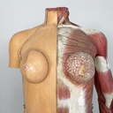Manichino anatomico, 1960 ca.