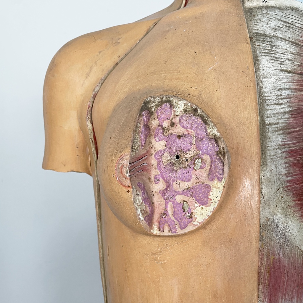 Manichino anatomico, 1960 ca.
