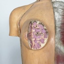 Manichino anatomico, 1960 ca.