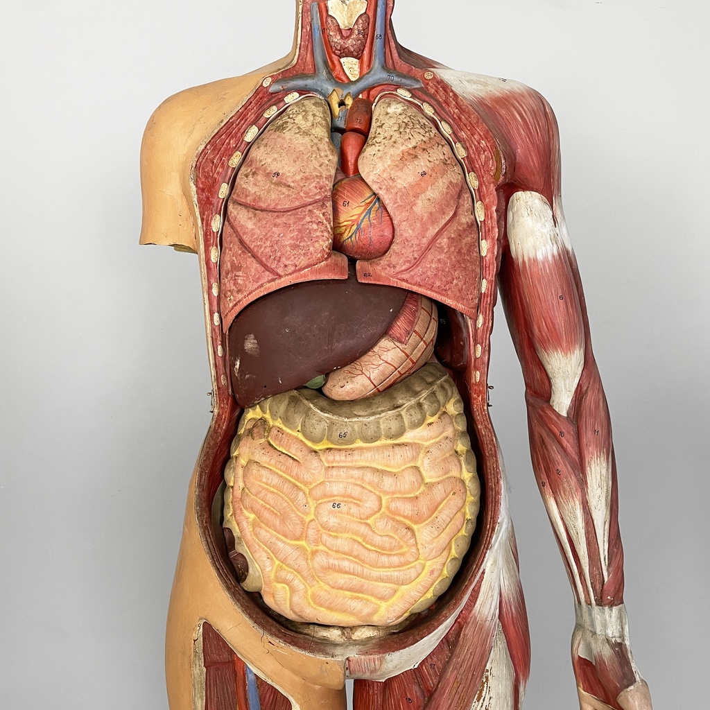 Manichino anatomico, 1960 ca.