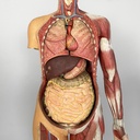 Manichino anatomico, 1960 ca.