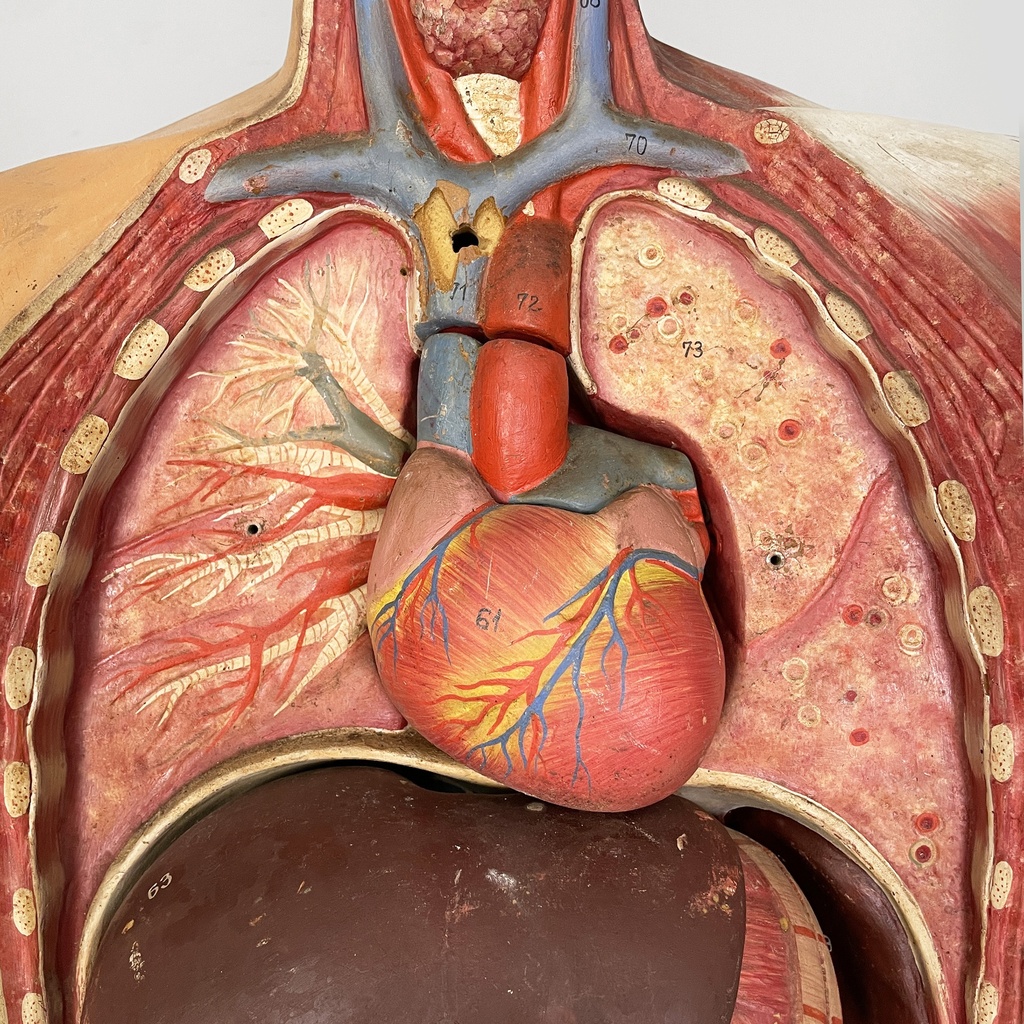 Manichino anatomico, 1960 ca.