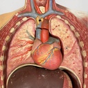 Manichino anatomico, 1960 ca.