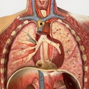Manichino anatomico, 1960 ca.