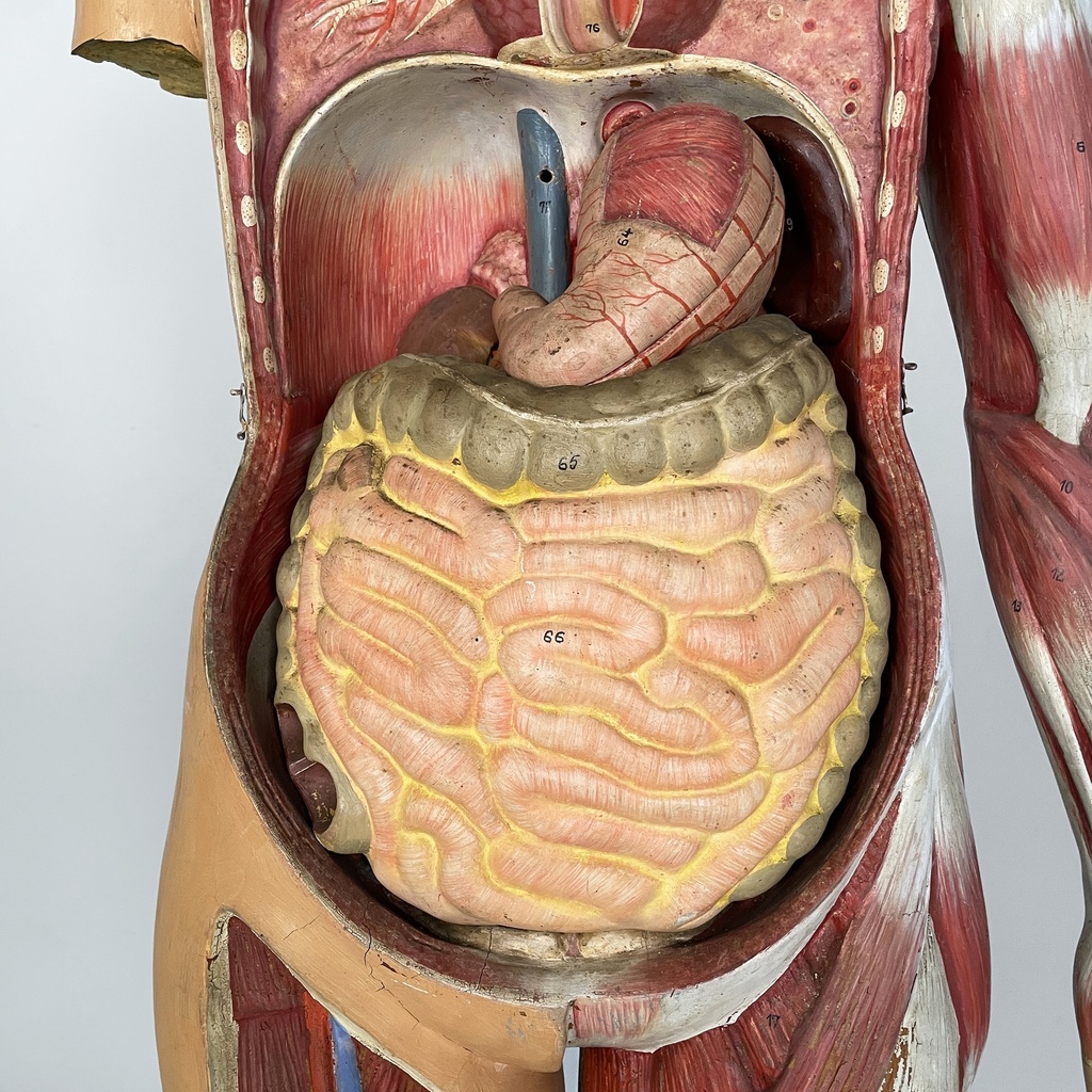 Manichino anatomico, 1960 ca.