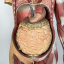 Manichino anatomico, 1960 ca.
