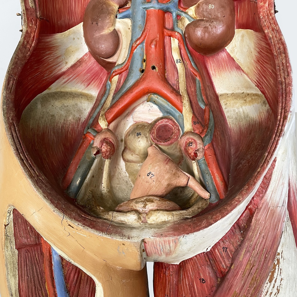 Manichino anatomico, 1960 ca.