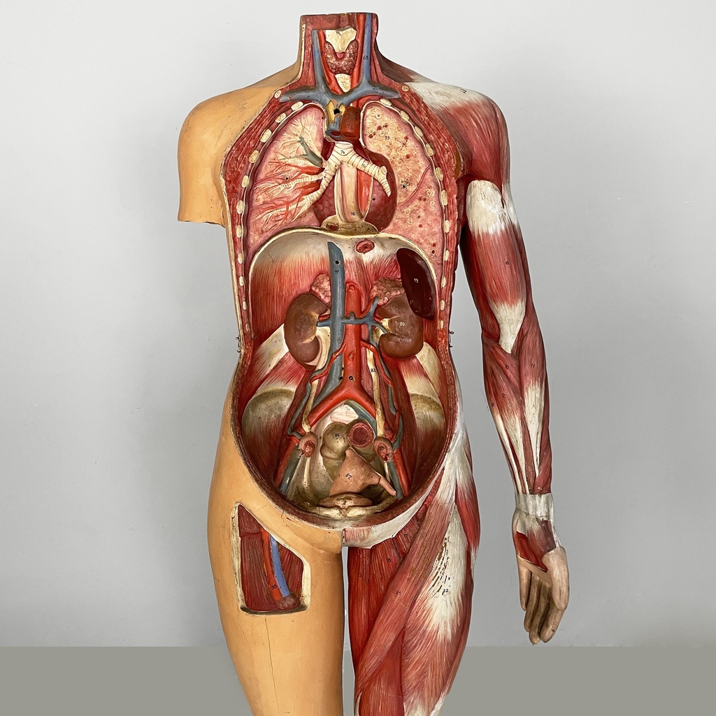 Manichino anatomico, 1960 ca.