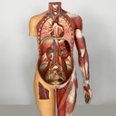 Manichino anatomico, 1960 ca.