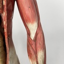 Manichino anatomico, 1960 ca.