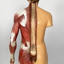 Manichino anatomico, 1960 ca.