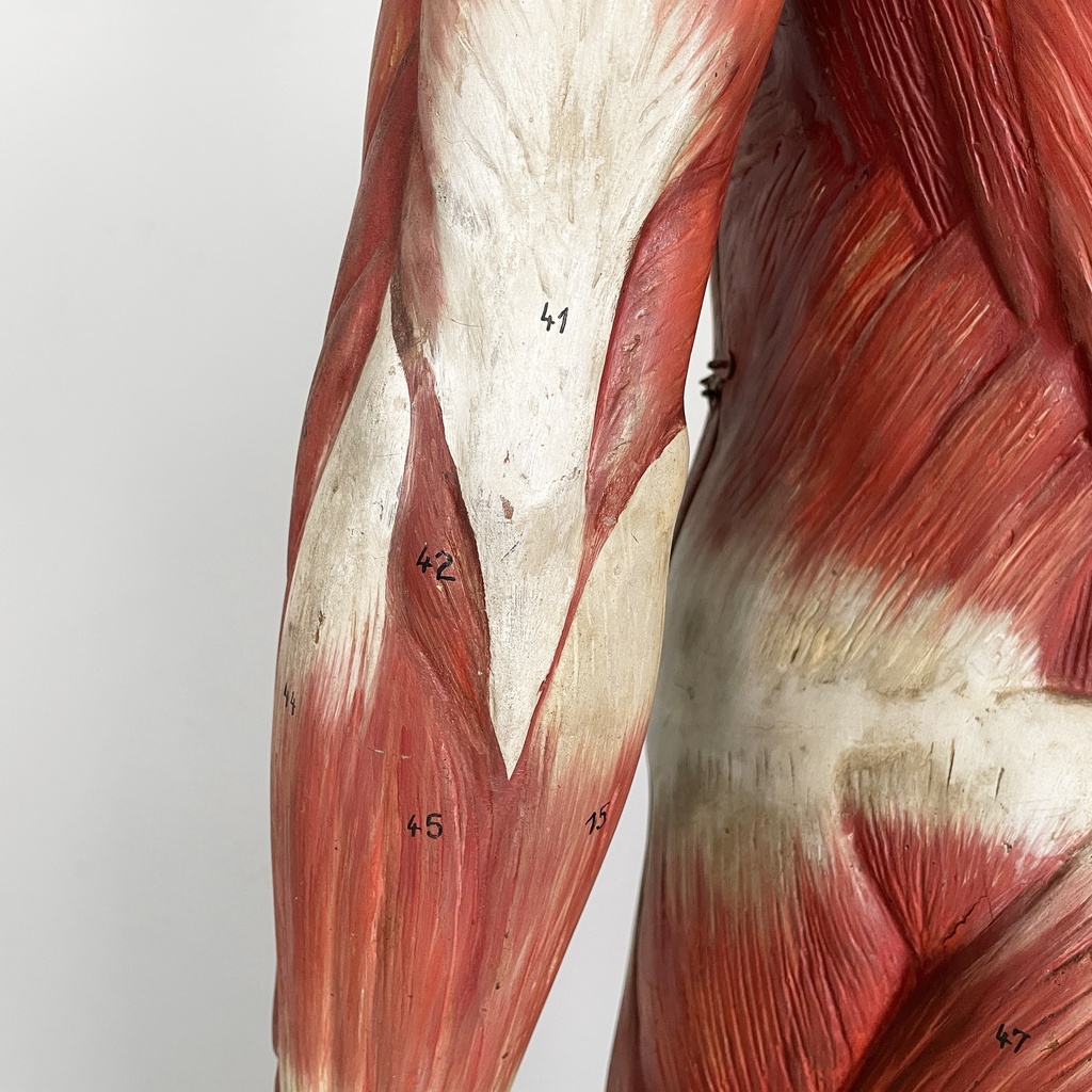 Manichino anatomico, 1960 ca.