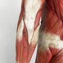 Manichino anatomico, 1960 ca.
