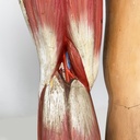 Manichino anatomico, 1960 ca.