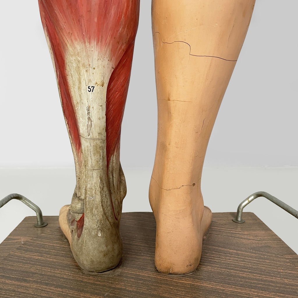Manichino anatomico, 1960 ca.