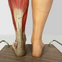 Manichino anatomico, 1960 ca.