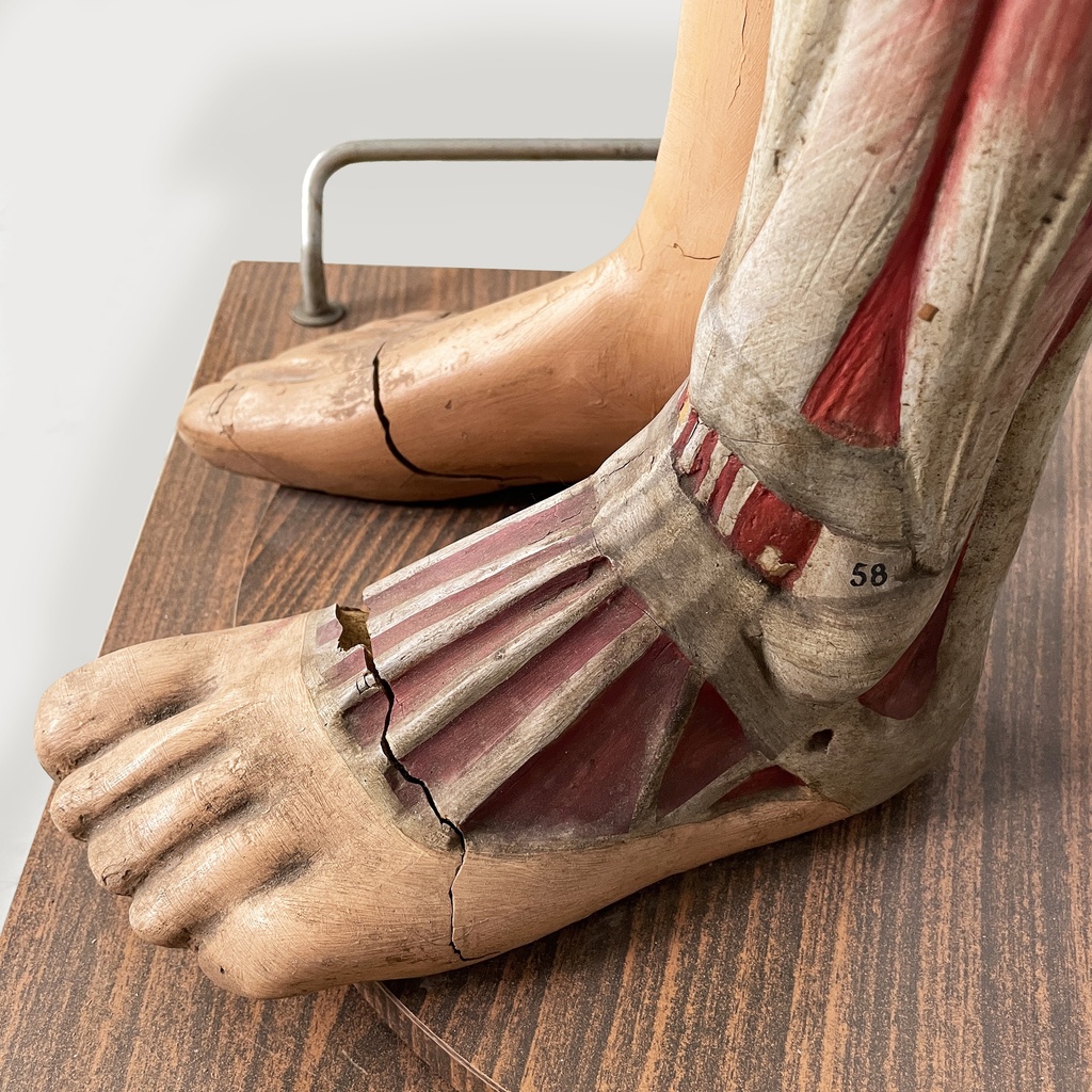Manichino anatomico, 1960 ca.