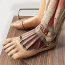 Manichino anatomico, 1960 ca.
