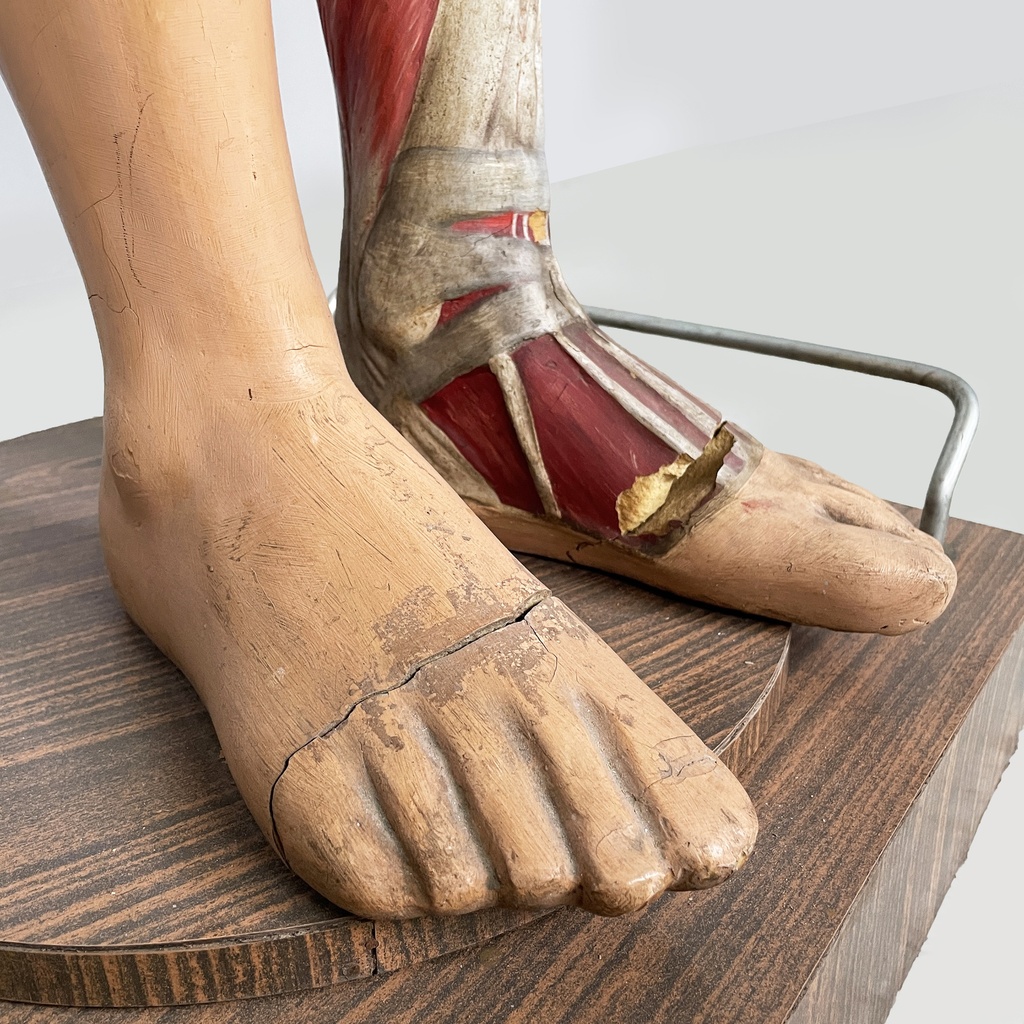 Manichino anatomico, 1960 ca.