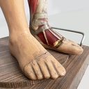 Manichino anatomico, 1960 ca.