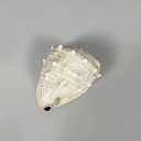 Conchiglie decorative, 1900-1990 ca.