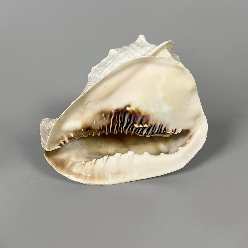 Conchiglie decorative, 1900-1990 ca.