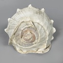 Conchiglie decorative, 1900-1990 ca.