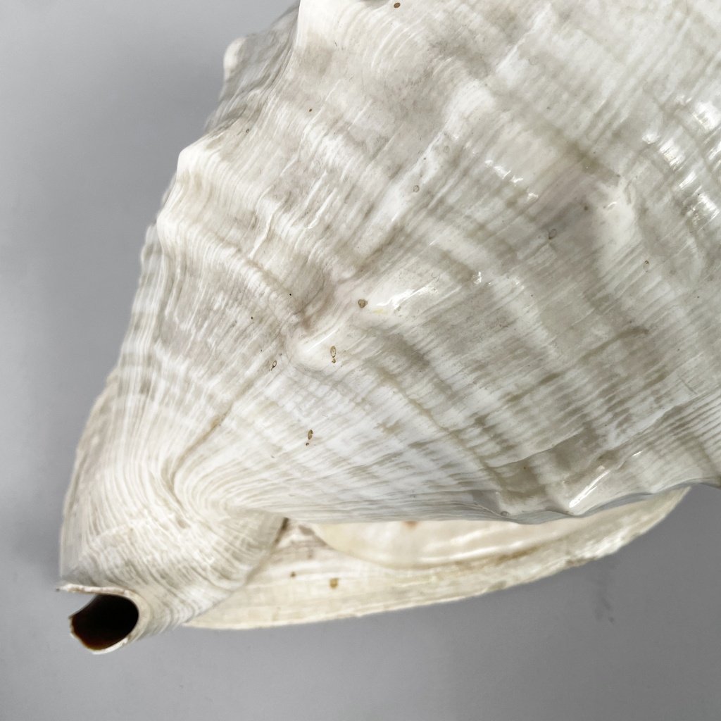 Conchiglie decorative, 1900-1990 ca.