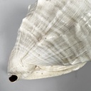 Conchiglie decorative, 1900-1990 ca.