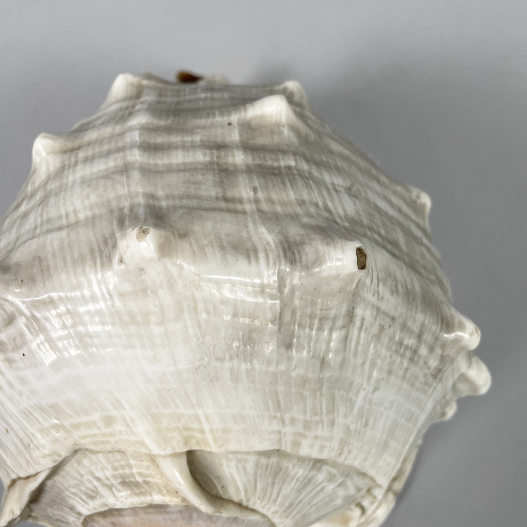 Conchiglie decorative, 1900-1990 ca.