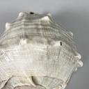 Conchiglie decorative, 1900-1990 ca.