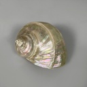 Conchiglie decorative, 1900-1990 ca.